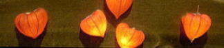 zIYL̓